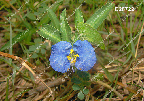 Commelina erecta (Whitemouth Dayflower, Commelinaceae)